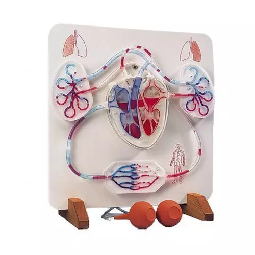 Función del corazón y el sistema circulatorio 3B scientific - W16001