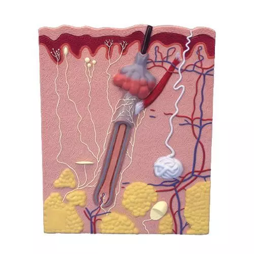 Corte de la piel, 200 veces su tamaño natural 3B scientific VK526