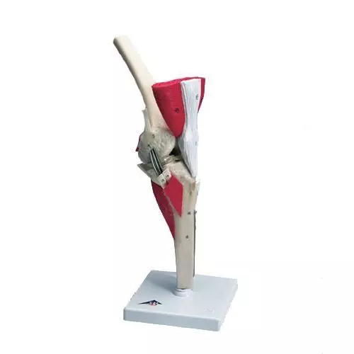 Rodilla de lujo 3B scientific - W47007