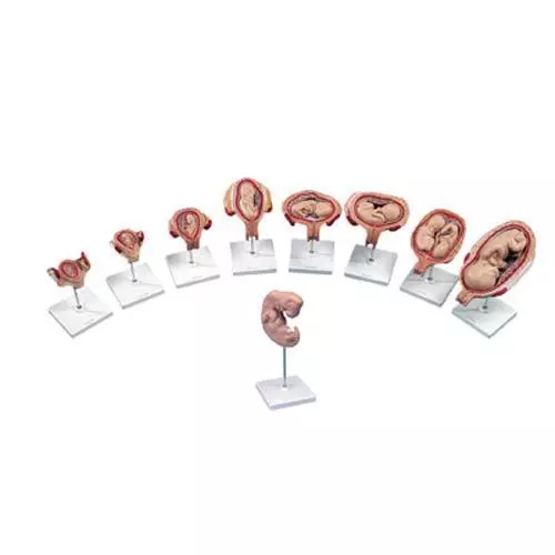 Serie de lujo de 3B Scientific® de Embarazo, 9 Modelos L11