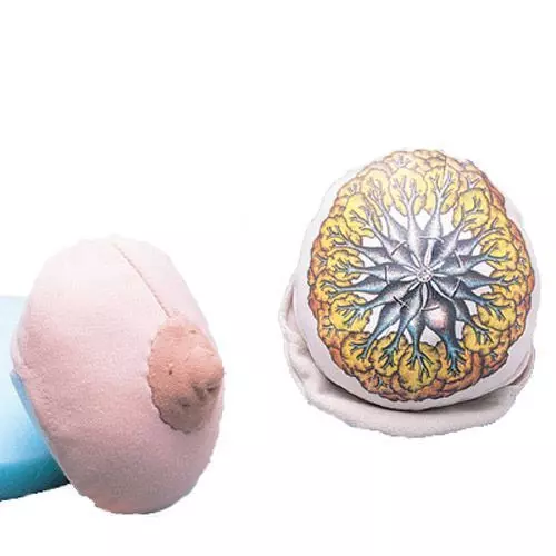 Modelo de pecho de tejido W43044 3B scientific