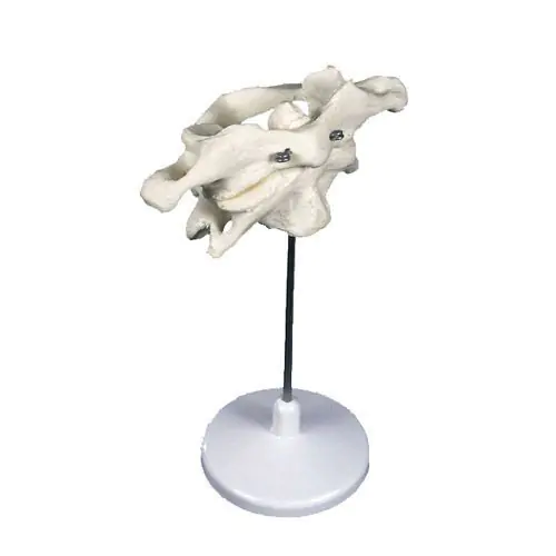 Atlas y axis 3B scientific A71/1