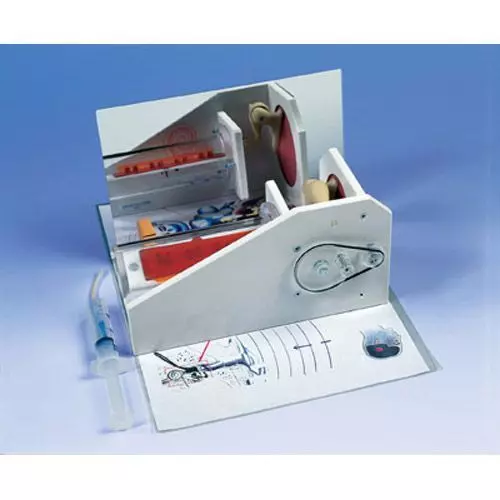 Modelo funcional del oído 3B scientific W16010