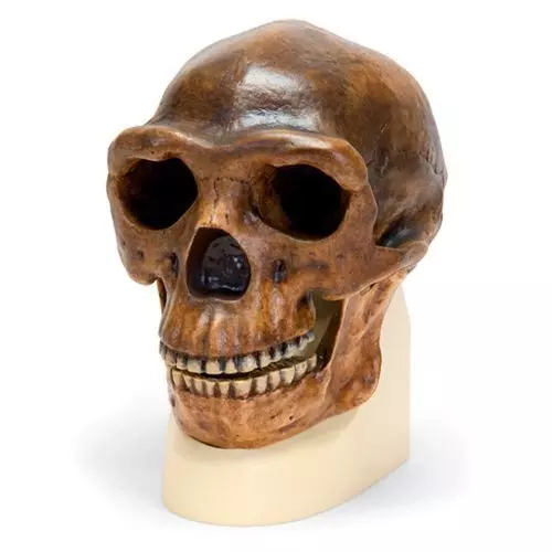 Cráneo antropológico erectus pekinensis Sinanthropus VP750/1 3B scientific