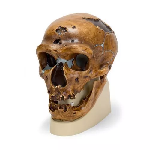 Cráneo antropológico – La Chapelle-aux-Saints VP751/1 3B scientific