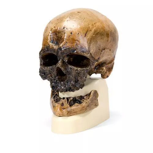 Cráneo antropológico – Cro-Magnon VP752/1 3B scientific