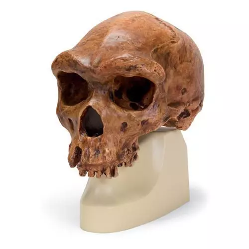 Cráneo antropológico – Broken Hill o Kabwe VP754/1 3B scientific
