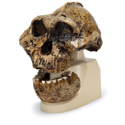Cráneo antropológico – KNM-ER 406, Omo L. 7a-125 VP755/1 3B scientific