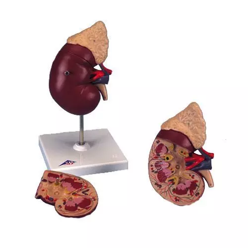 El riñón con glándula adrenal, en 2 piezas 3B - K12