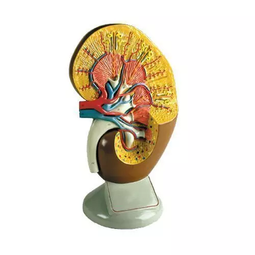 Riñón, ampliado 3 veces 3B - W42574