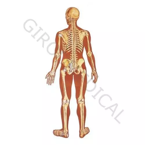 El Esqueleto Humano, con ligamentos posterior V2002U