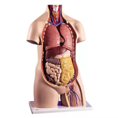 Torso clásico asexuado, 11 partes 3B - B12