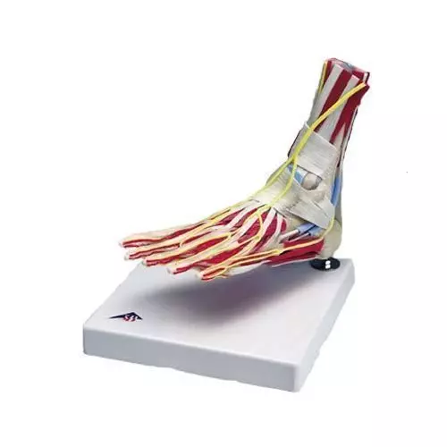 Pie y tobillo de lujo 3B scientific - W47008