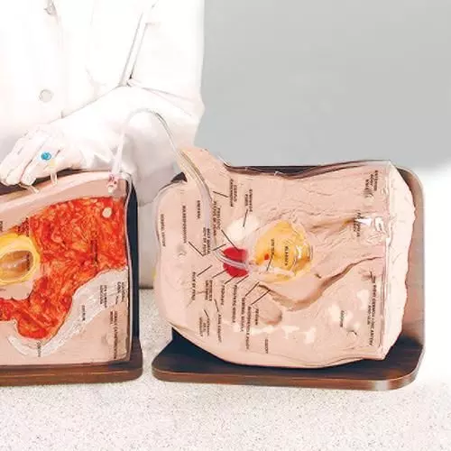 Simulador masculino Cath-ed L 3B Scientific W44663