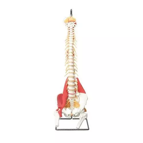 Modelo de columna vertebral W99120 3B Scientific