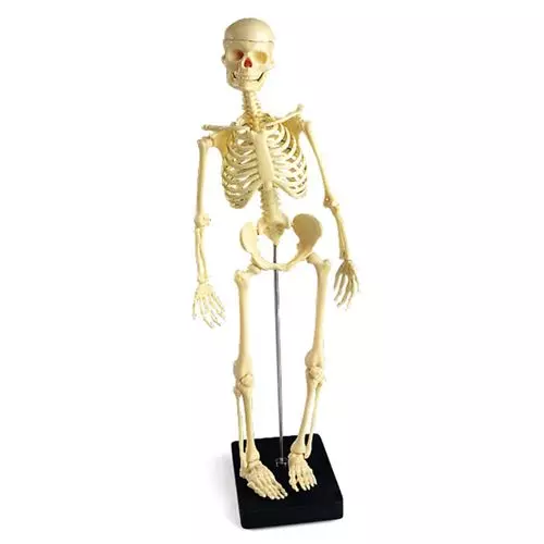 Mini-esqueleto modelo para regalo W18001 3B Scientific