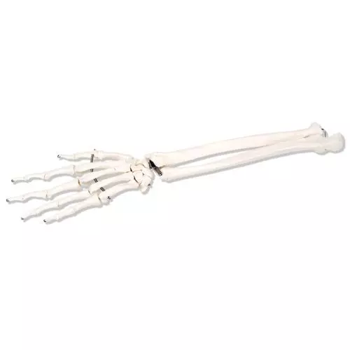 Esqueleto de mano con radio y cúbito, montaje articulado y elástico, izquierdo A41L 3B Scientific