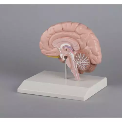 Parte derecha del cerebro humano Erler Zimmer