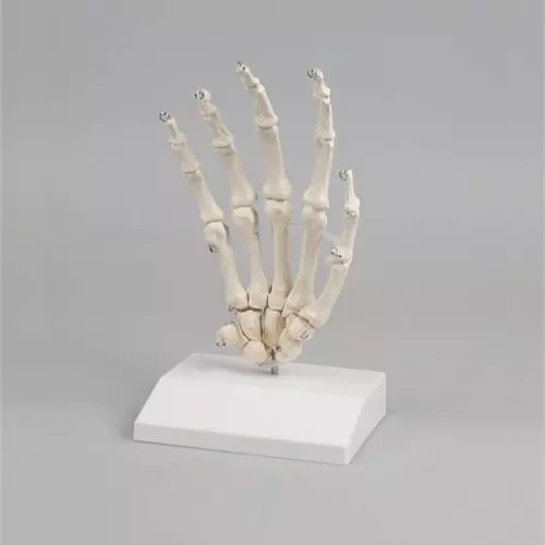 Esqueleto de la mano con soporte Erler Zimmer