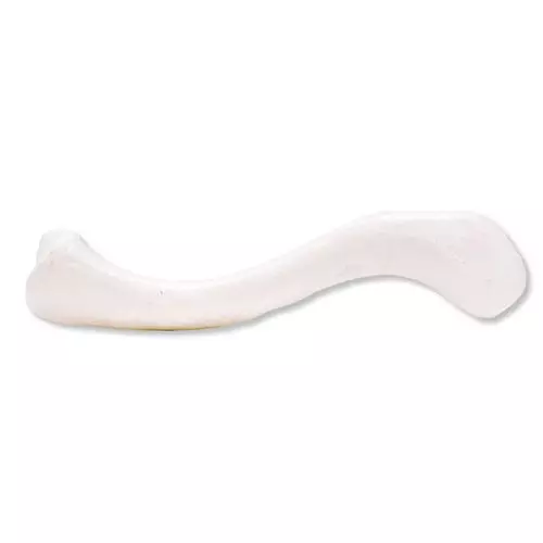 Clavícula, derecha A45/5R 3B Scientific