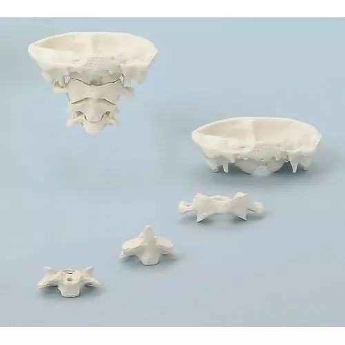 Articulaciones de cabeza sin zocalete amovible Erler Zimmer