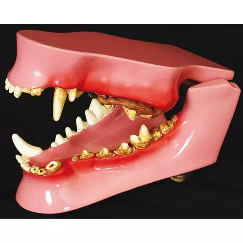 Mandíbula canina Erler Zimmer 