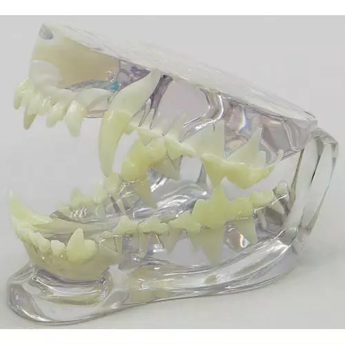Dentadura canina sana Erler Zimmer