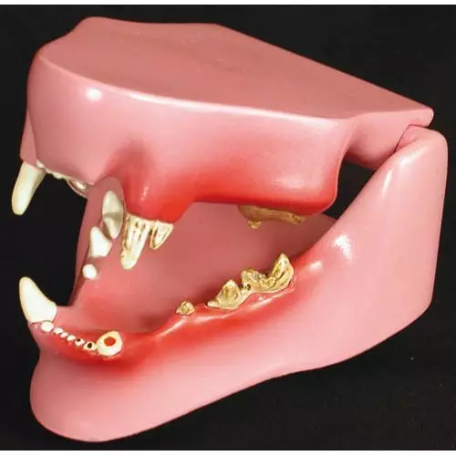 Mandíbula felina Erler Zimmer 