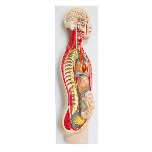 Modelo del sistema nervioso humano simpático