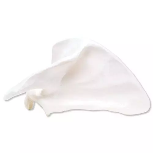 Escápula, derecha A45/4R 3B Scientific