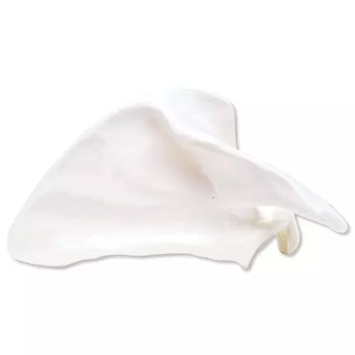 Escápula, izquierda A45/4L 3B Scientific