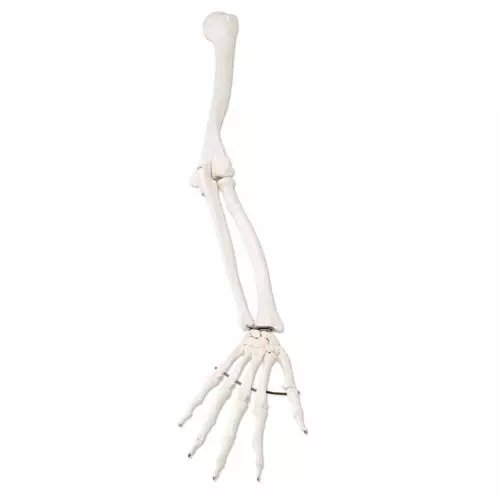 Esqueleto del miembro superior, derecho A45R