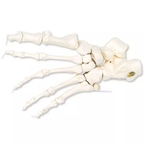 Esqueleto de pie montado sobre hilo de nylon, izquierdo A30/2L