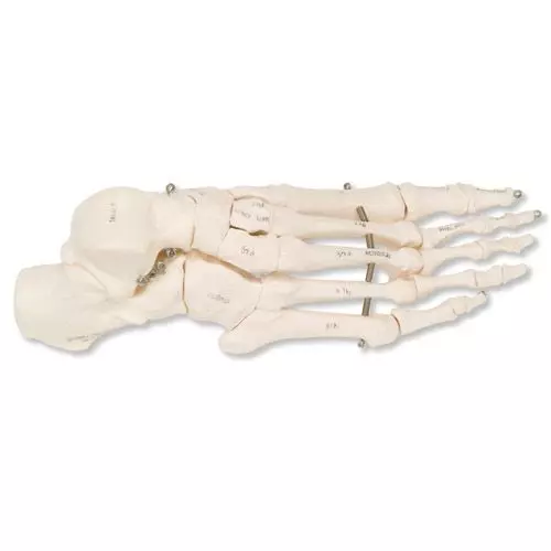 Esqueleto de pie montado sobre hilo de hierro, derecho A30R