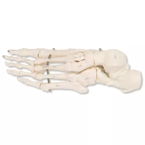 Esqueleto de pie montado sobre hilo de hierro, izquierdo A30L