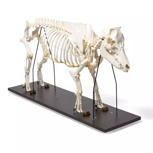 Esqueleto de cerdo (Sus scrofa) T30013 3B Scientific