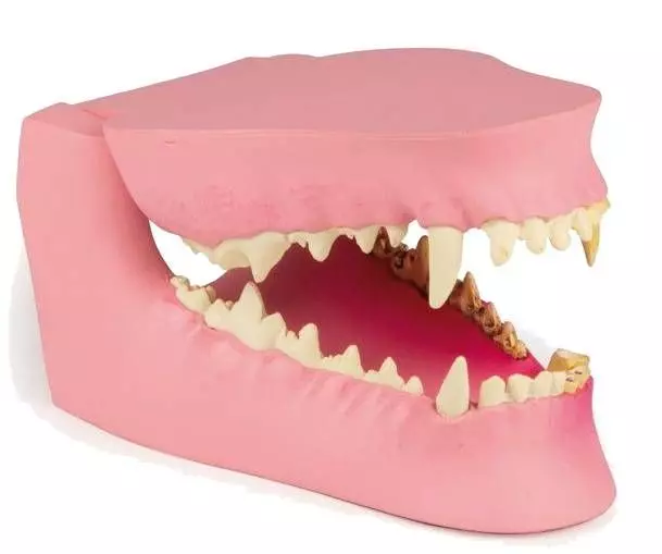 Mandíbula canina sana/enferma Erler Zimmer