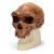 Cráneo antropológico – Broken Hill o Kabwe VP754/1 3B scientific
