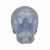 Cráneo Clásico transparente, 3 partes 3B scientific - A20/T