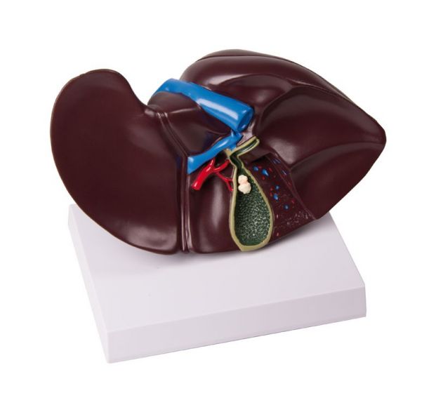 Modelo de hígado con vesícula biliar K70 Erler Zimmer