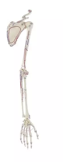 Esqueleto de brazo y cinturón escapular con músculos marcados Erler Zimmer