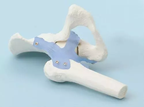 Modelo de articulación de la cadera con ligamentos 4555 Erler Zimmer