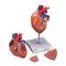 Corazón, 2 veces su tamaño natural, de 4 piezas 3B scientific G12