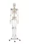 Esqueleto Otto con ligamentos sobre ruedas 3004 Erler Zimmer