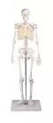 Esqueleto en miniatura Tom 3032 Erler Zimmer