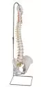 Columna vertebral flexible con soporte