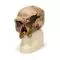 Cráneo antropológico – Steinheim VP753/1 3B scientific