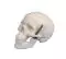 Modelo de cráneo en miniatura en 3 partes 4650/1 Erler Zimmer