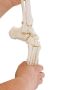 Esquéleto de pie con inserciones del tibia y de la fibula, flexible Erler Zimmer