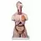 Torso de lujo masculino, con cabeza, 20 partes 3B - B15